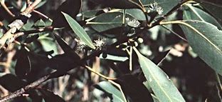 Image result for Eucalyptus Ovata