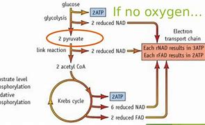 Image result for Aerobic Respiration a Level Biology