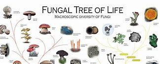 Image result for Tree of Life Poster