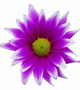 Image result for Microsoft Free Clip Art Flowers