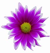 Image result for A Flower Clip Art