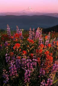 Image result for Summer Flowers Wallpaper Aesthetic