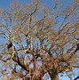 Image result for Quercus Lobata