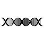 Image result for PCR Electrophoresis DNA Diagram