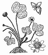 Image result for Leaf Colouring Sheet