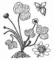 Image result for Pumpkin Leaf Coloring Page