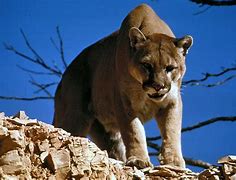 Image result for Mountain Lion Puma Concolor