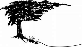 Image result for Cypress Tree Clip Art