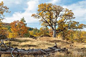 Image result for Post Oak Savanna