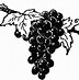 Image result for Grapes ClipArt Black and White