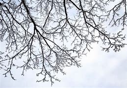 Image result for Real Tree Branch