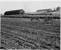 Image result for Bright Leaf Tobacco in the 1880s