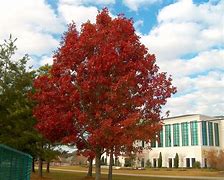 Image result for Red Oak Tree Leaves