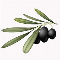 Image result for Olive Branch Clipart