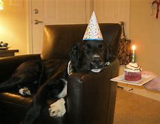 Image result for Happy Birthday Cool Dog