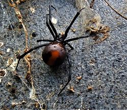 Image result for Redback Spider