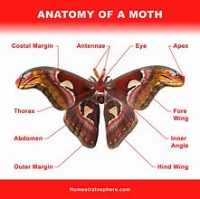 Image result for Peppered Moth Evolution Diagram