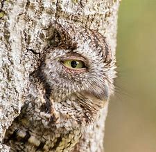 Image result for Eastern Screech Owl in a Tree