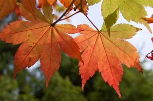 Image result for Autumn Maple Tree Leaf