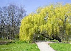 Image result for Weeping Willow Pond