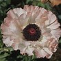 Image result for Beautiful Poppy Flower