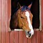 Image result for Adult Coloring Horses