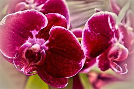 Image result for maroon orchid