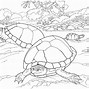 Image result for Free Turtle Coloring Pages for Kids