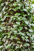 Image result for Ivy Vines in South East Queensland