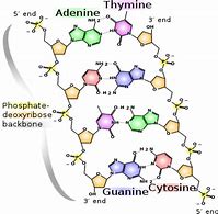 Image result for DNA Chemical Sgtructure