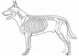 Image result for Skeleton Dog Coloring Page