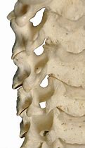 Image result for Cervical Spine Vertebrae Anatomy