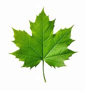 Image result for Maple Leaf Drawing Outline