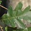 Image result for American Red Oak Tree