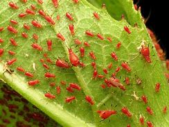 Image result for Red Aphids Images