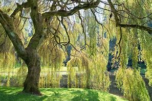 Image result for Ethereal Willow Tree