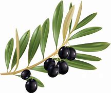 Image result for Olive Branch Transparent Background