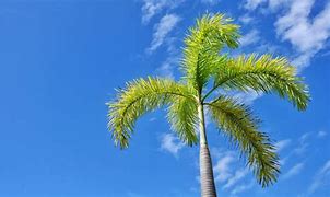 Image result for Palm Tree Leaf Print