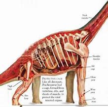 Image result for Dinosaur Anatomy