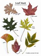 Image result for Types of Fall Leaves