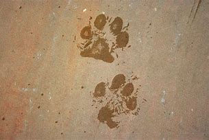 Image result for Free Paw Print Embrpoidery