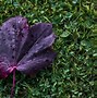 Image result for Leaf Path Icon