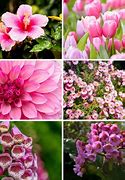 Image result for Pink Flower Plant