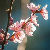 Image result for Verticle Picture of an Peach Tree in Blossom