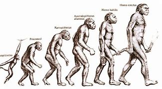 Image result for Evolution Human Homo Sapiens