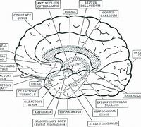 Image result for Labeled Brain Diagram Worksheet