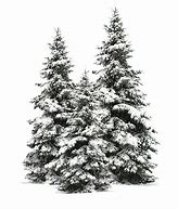 Image result for Snowy Tree Branches