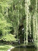 Image result for Chinese Willow Tree