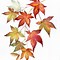 Image result for Maple Leaf Coloring