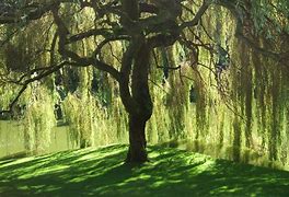 Image result for Willow Tree Branch